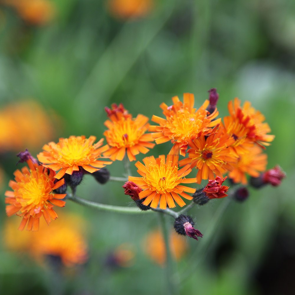 <i>Pilosella aurantiaca</i> 