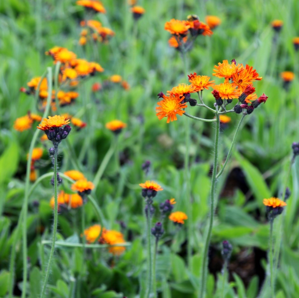 <i>Pilosella aurantiaca</i> 
