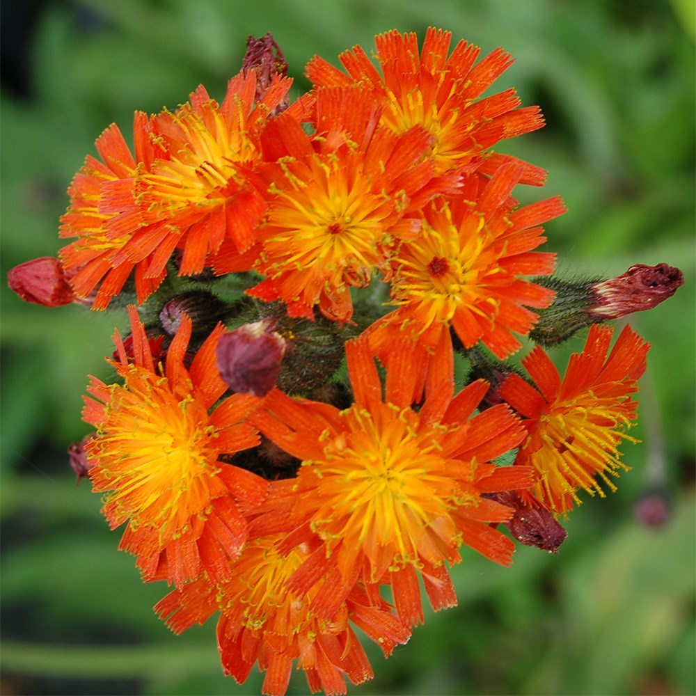<i>Pilosella aurantiaca</i> 