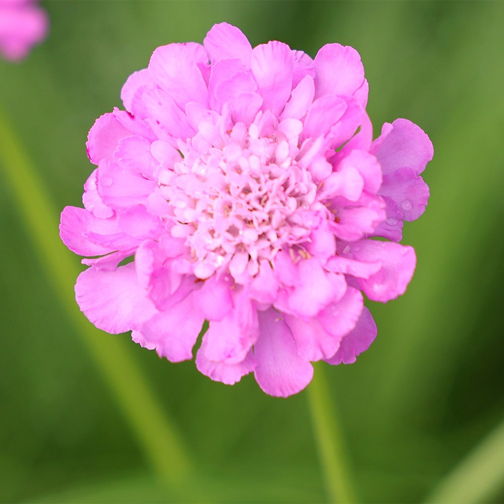 <i>Scabiosa</i> 'Pink Mist'