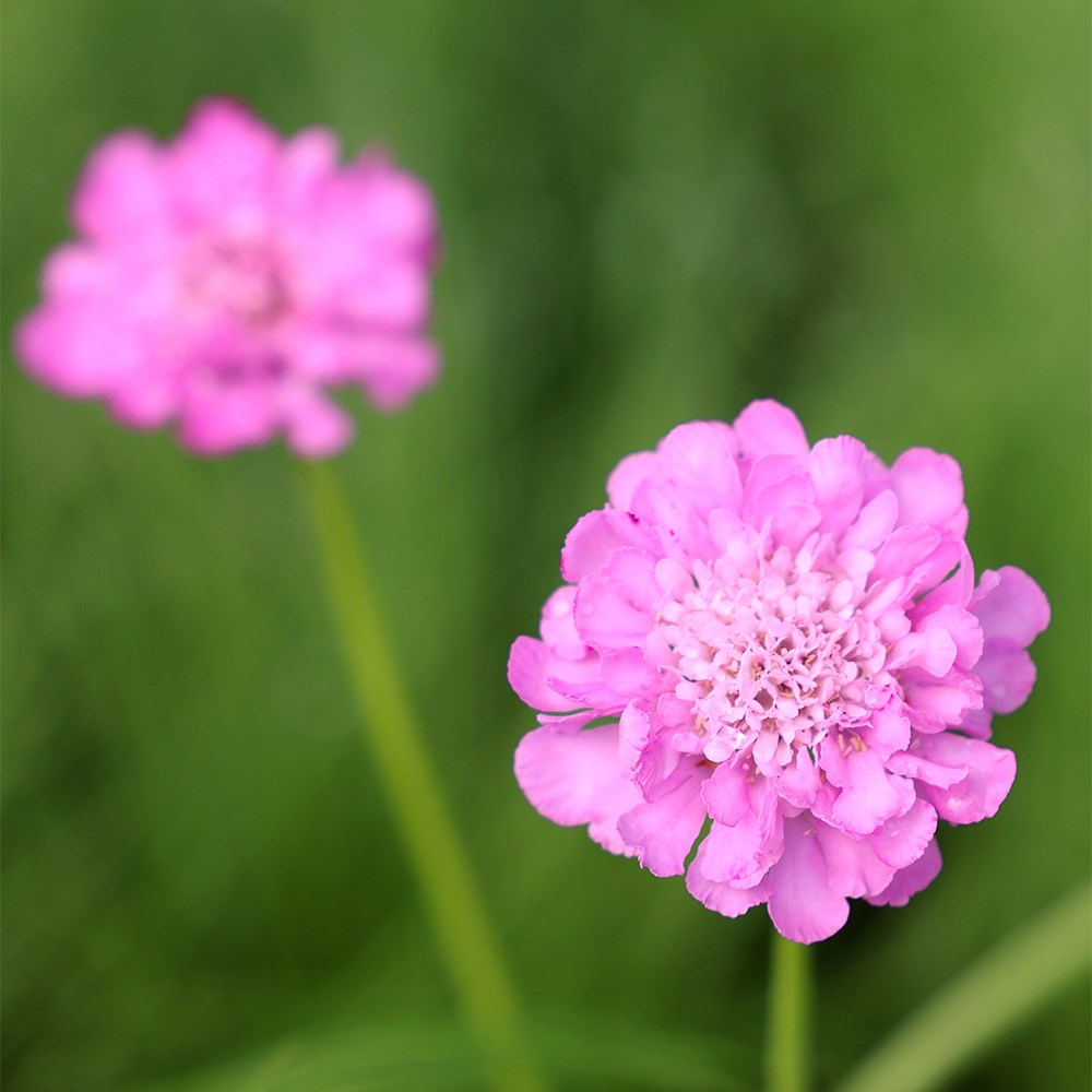 <i>Scabiosa</i> 'Pink Mist'