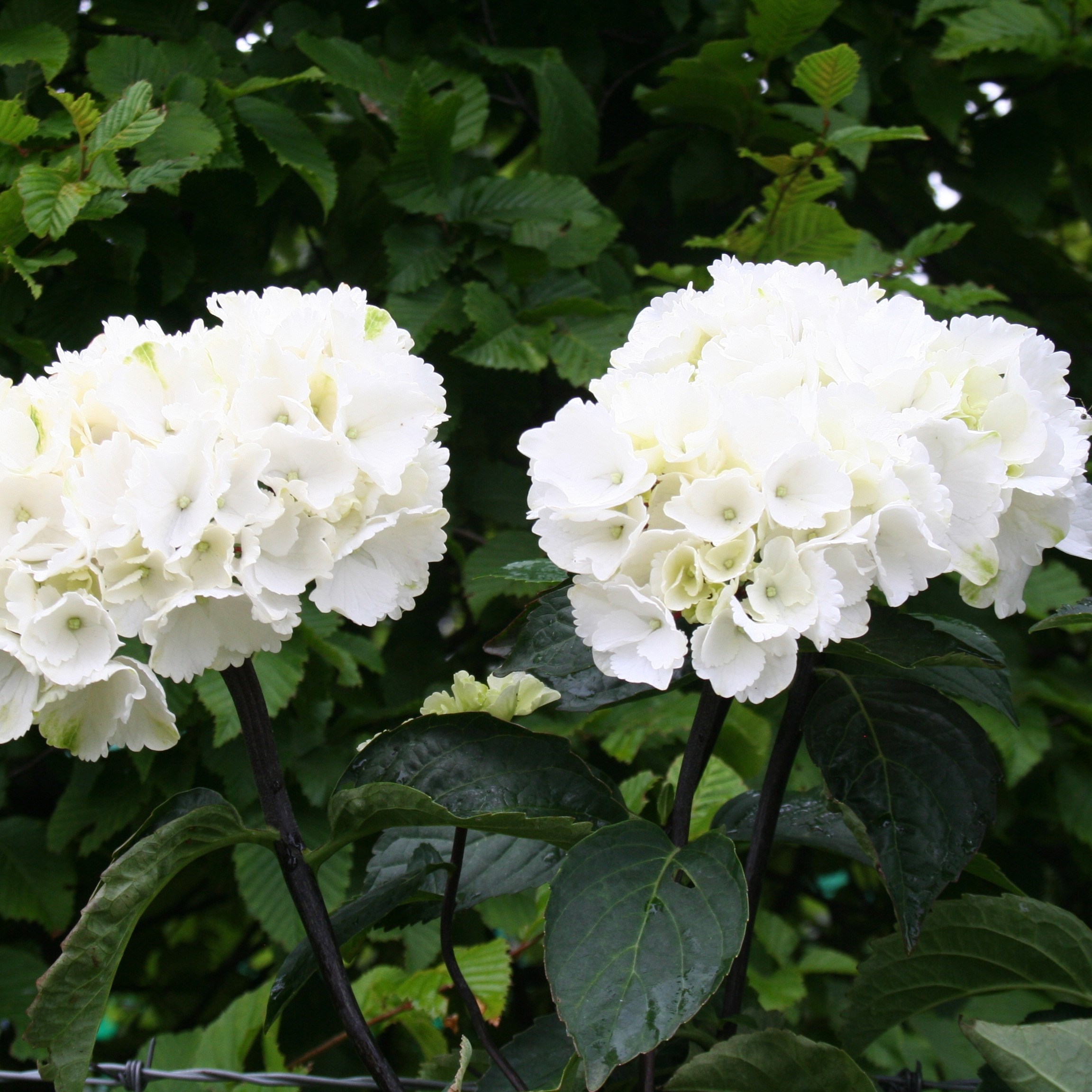<i>Hydrangea macrophylla</I> 'Zebra' (PBR) (Black Steel Series)