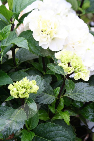 <i>Hydrangea macrophylla</I> 'Zebra' (PBR) (Black Steel Series)