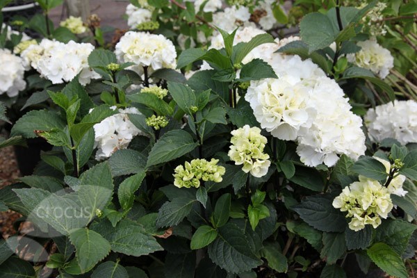 <i>Hydrangea macrophylla</I> 'Zebra' (PBR) (Black Steel Series)