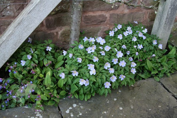 <i>Anemone nemorosa</i> 'Robinsoniana'