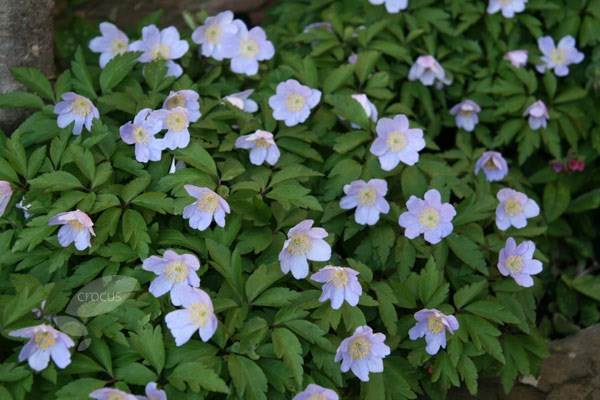 <i>Anemone nemorosa</i> 'Robinsoniana'