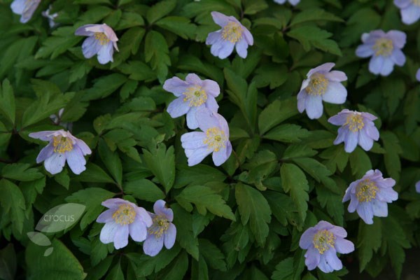 <i>Anemone nemorosa</i> 'Robinsoniana'