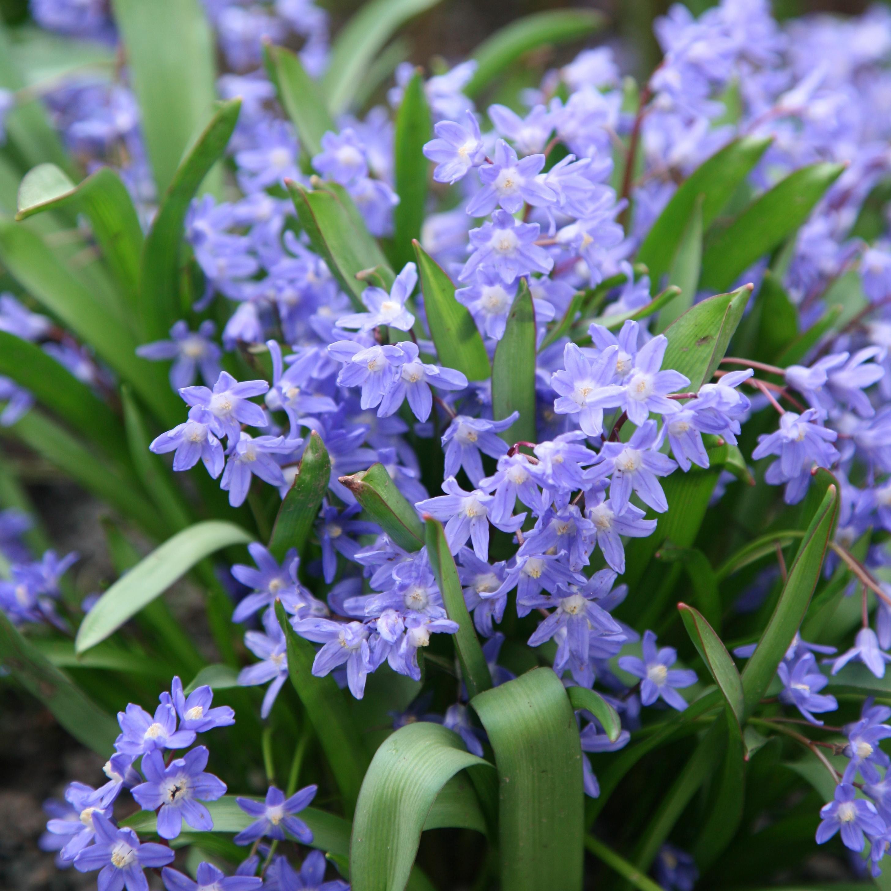 <i>Scilla luciliae</i> (Boiss.) Speta