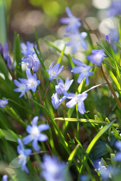 <i>Scilla luciliae</i> (Boiss.) Speta