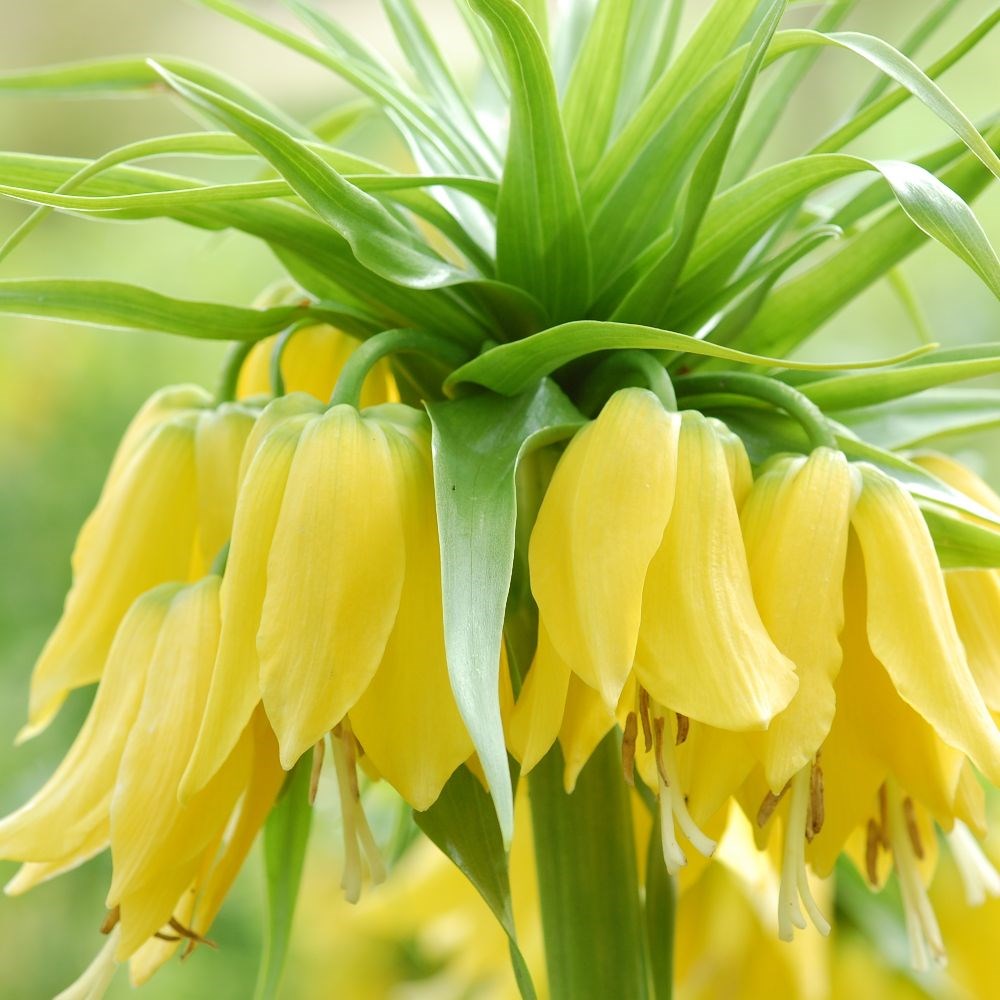 <i>Fritillaria imperialis</i> 'Lutea'