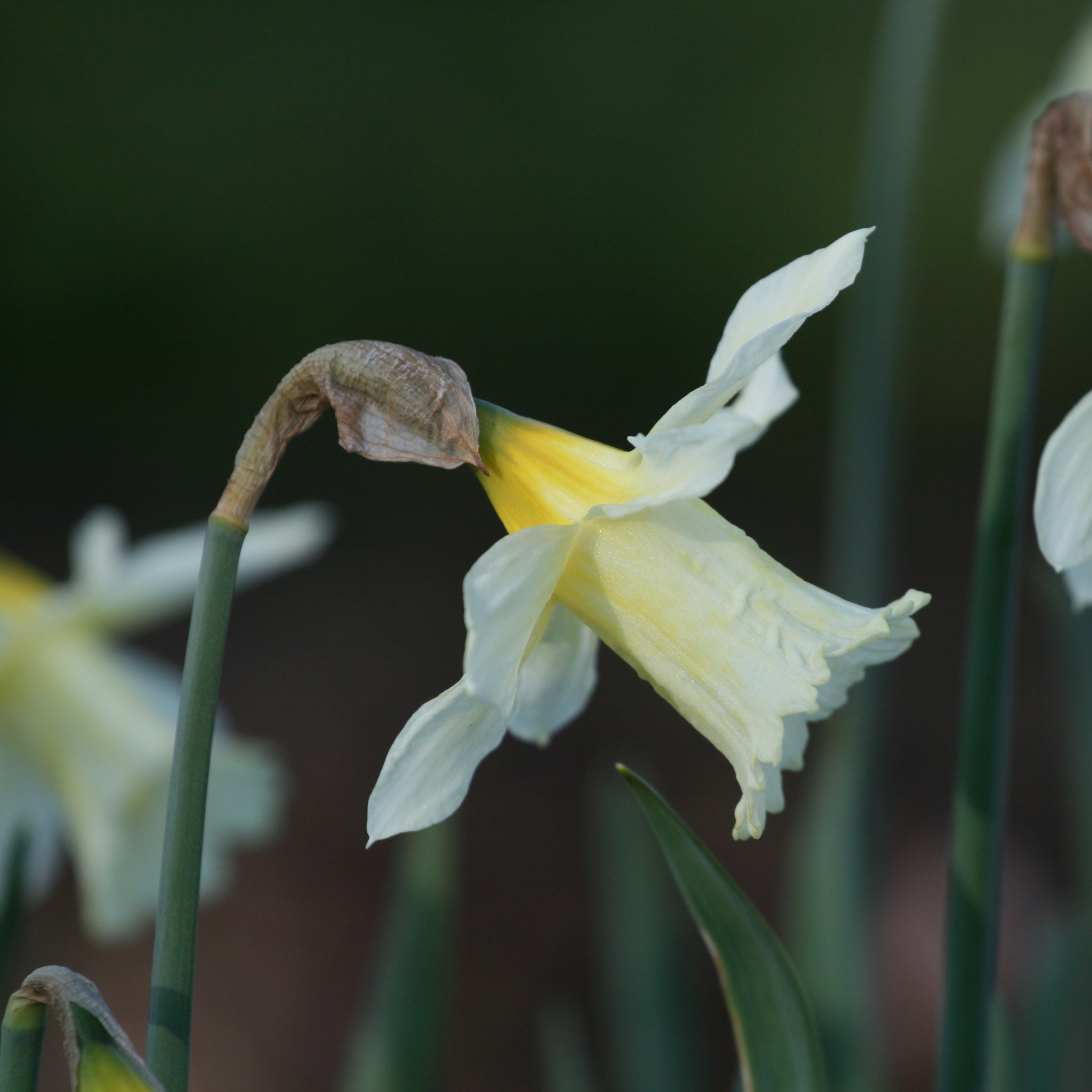 <i>Narcissus</i> 'W.P. Milner'