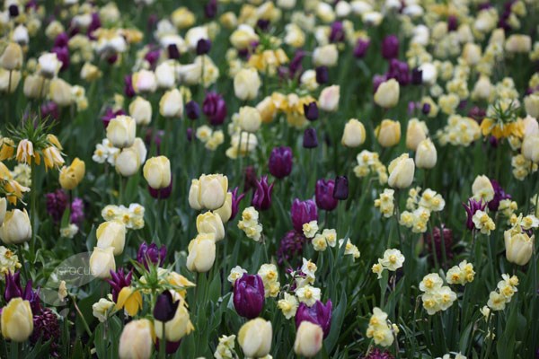 <i>Narcissus</i> 'Yellow Cheerfulness'