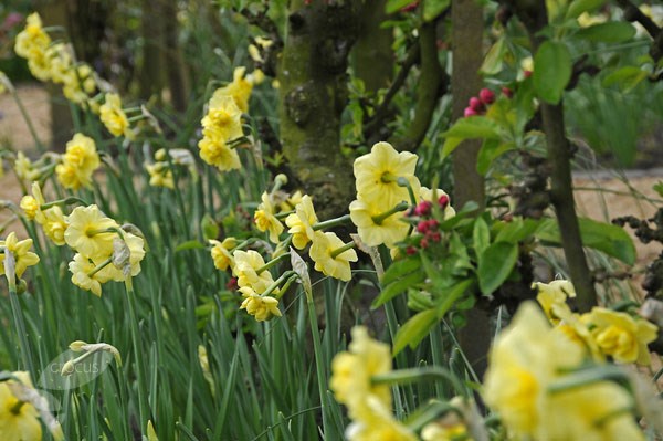 <i>Narcissus</i> 'Yellow Cheerfulness'