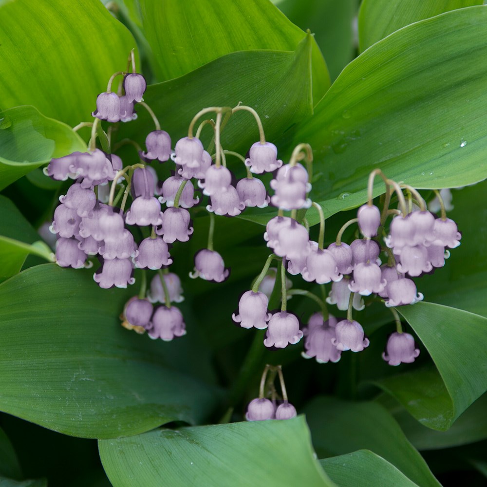 <I>Convallaria majalis</i> var. <i>rosea</i>