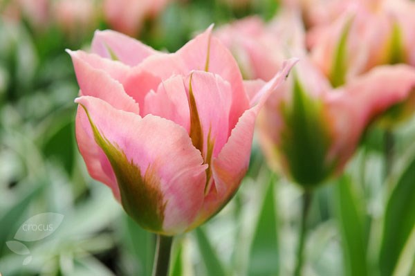 <i>Tulipa</i> 'China Town'