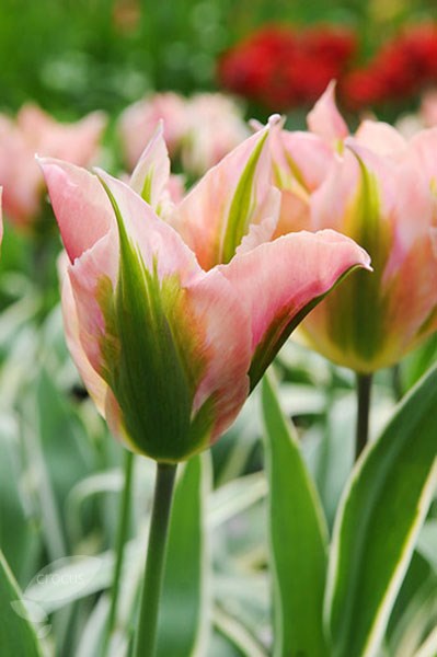 <i>Tulipa</i> 'China Town'