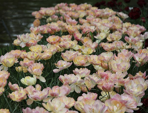 Tulipa Crème Upstar