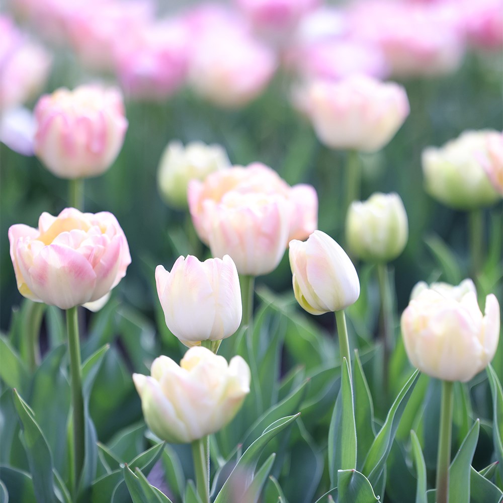 Tulipa Crème Upstar