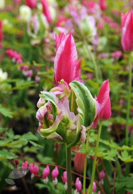 <i>Tulipa</i> 'Green Wave'
