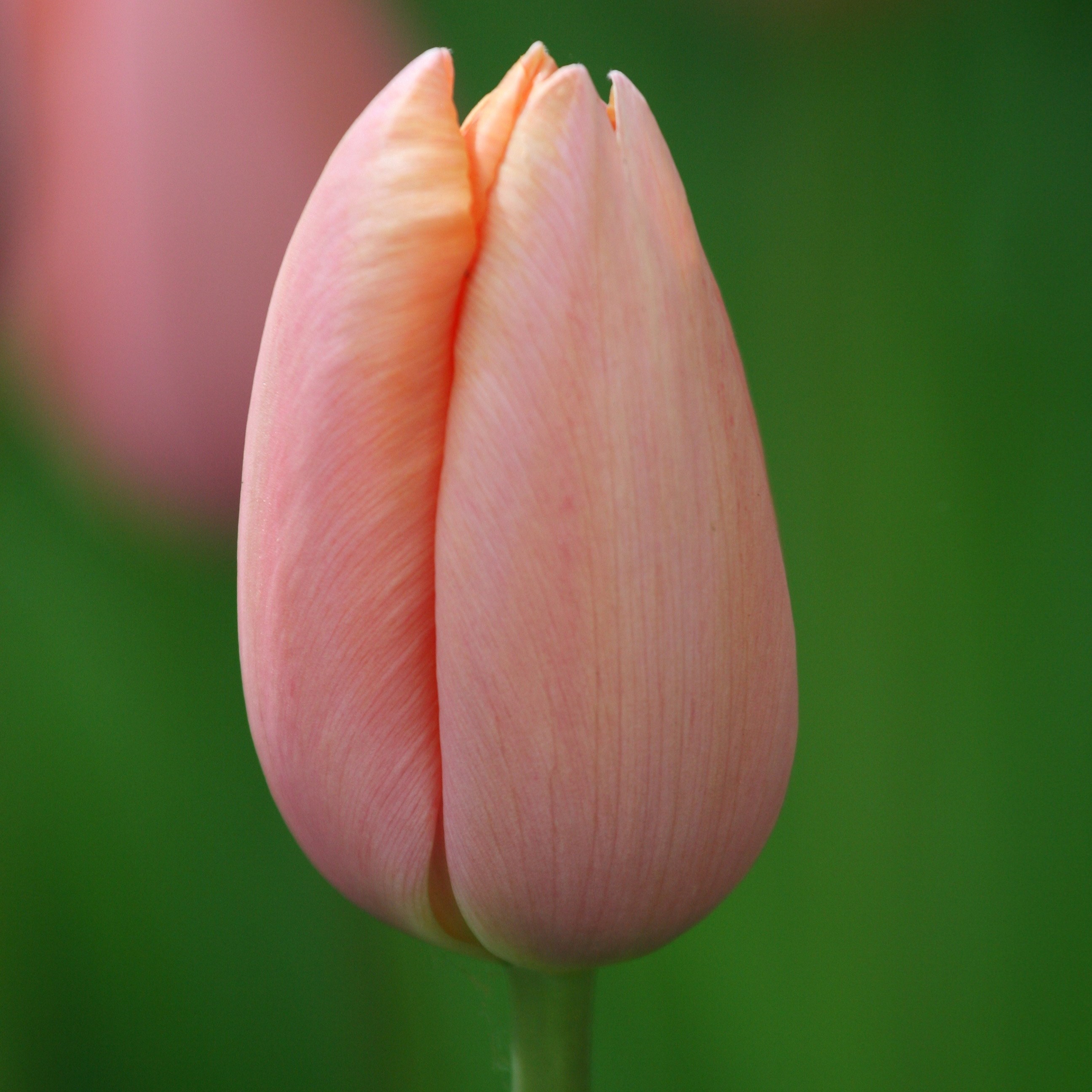 <i>Tulipa</i> 'Menton'