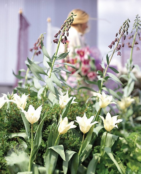 <i>Tulipa</i> 'Healthcare'