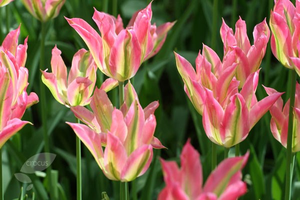 <i>Tulipa</i> 'Virichic'