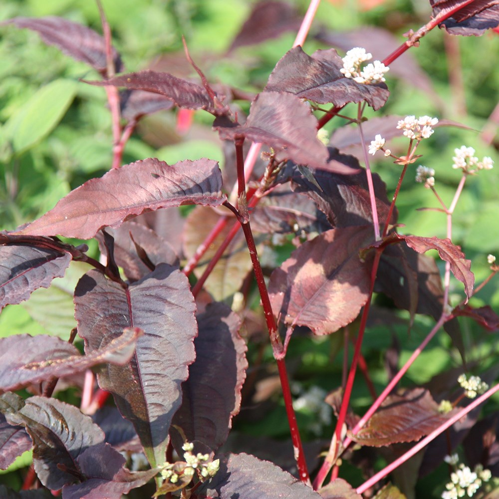 <i>Persicaria microcephala</i> 'Red Dragon' (PBR)