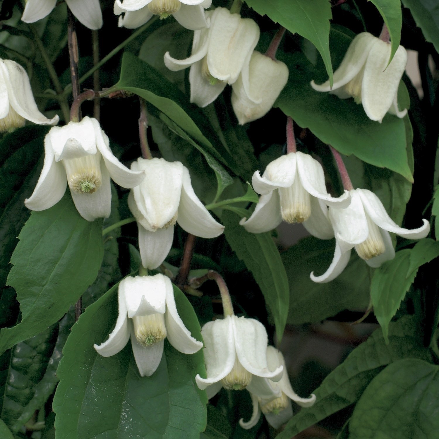 <i>Clematis urophylla</i> 'Winter Beauty'
