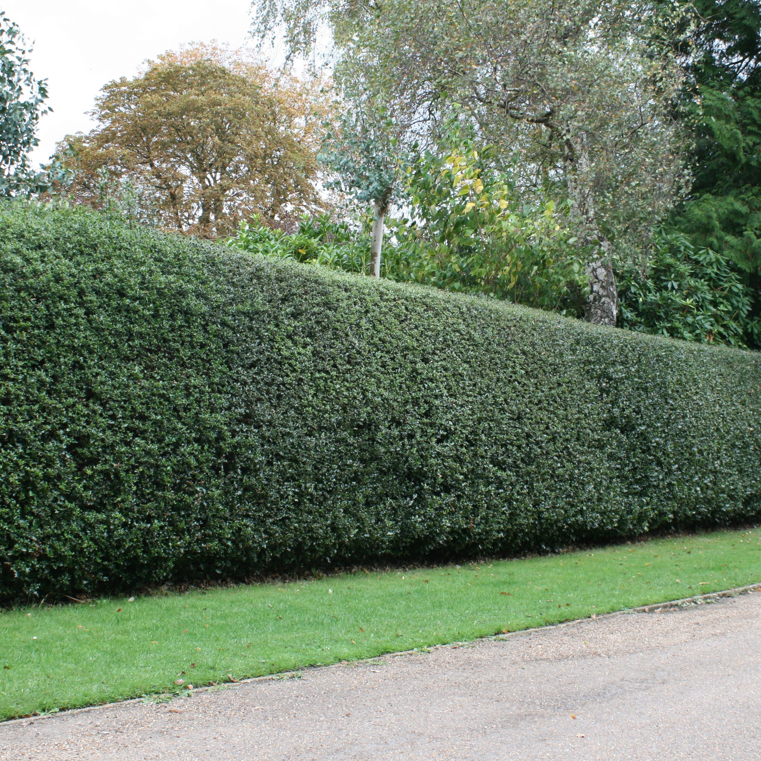 <i>Ilex aquifolium</i> 