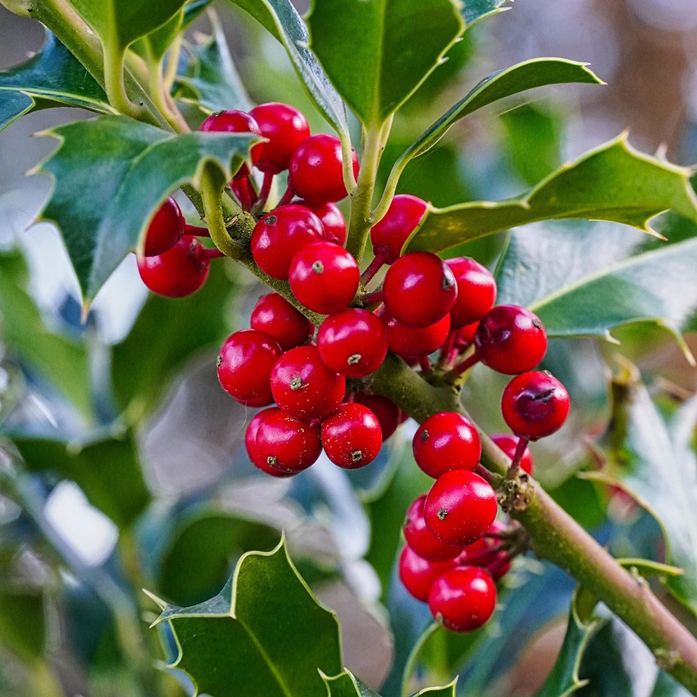 <i>Ilex aquifolium</i> 