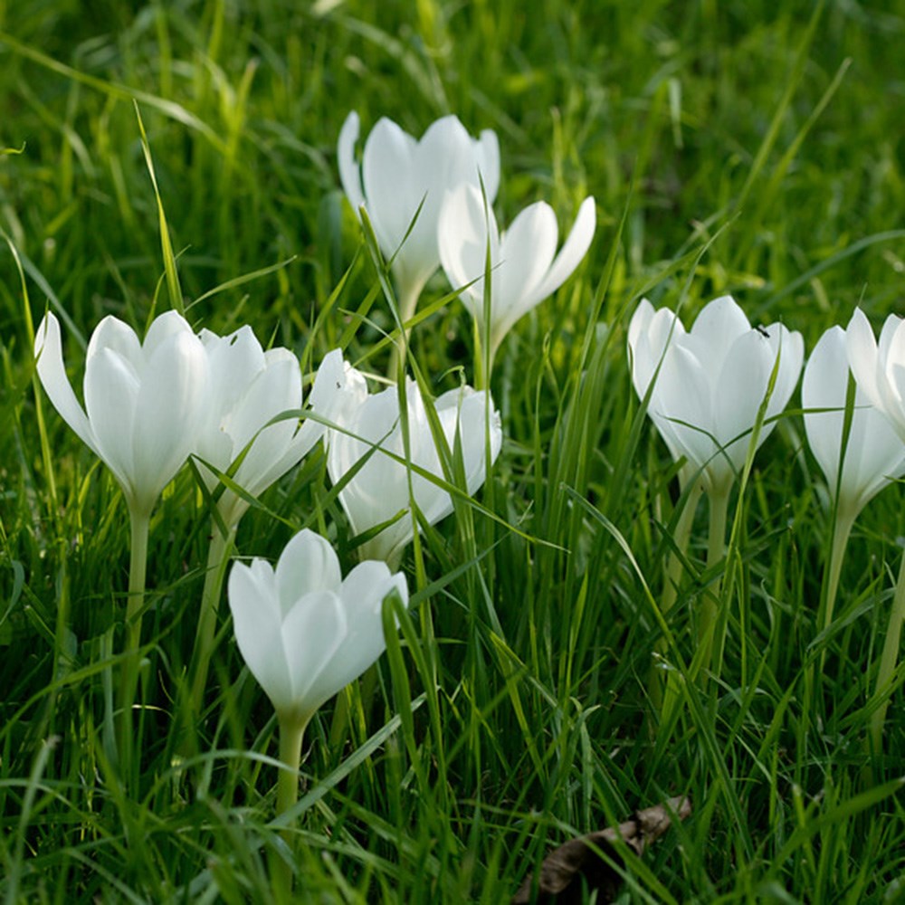 <i>Colchicum autumnale</i> 'Album'