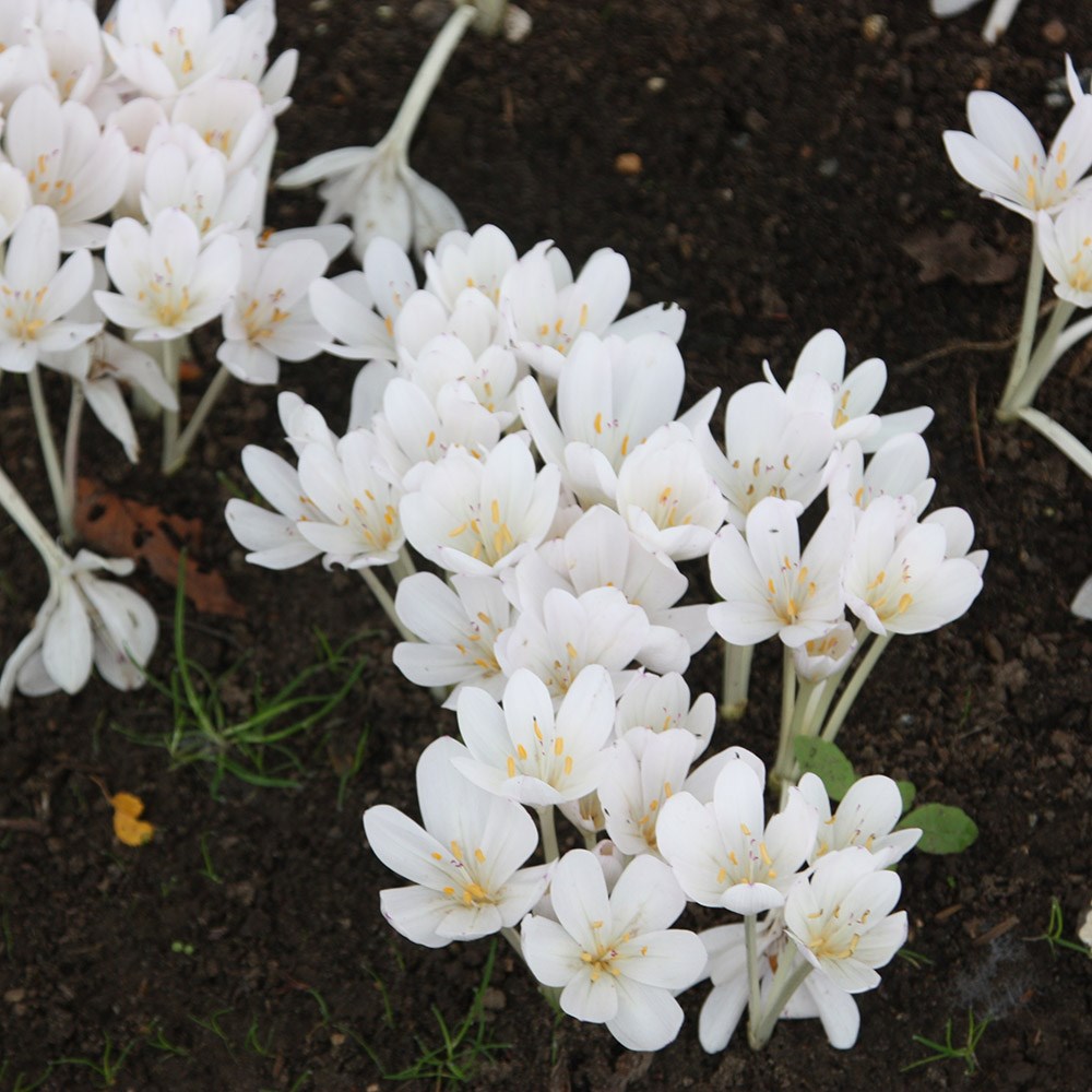 <i>Colchicum autumnale</i> 'Album'