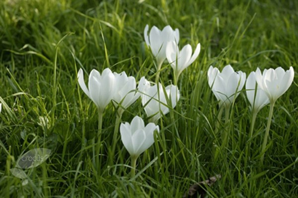 <i>Colchicum autumnale</i> 'Album'