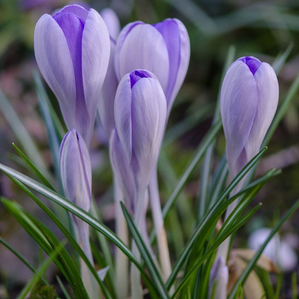 <i>Crocus</i> 'Vanguard'