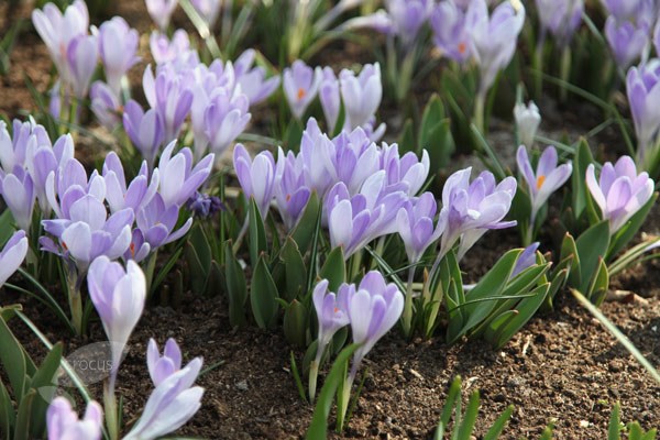 <i>Crocus</i> 'Vanguard'