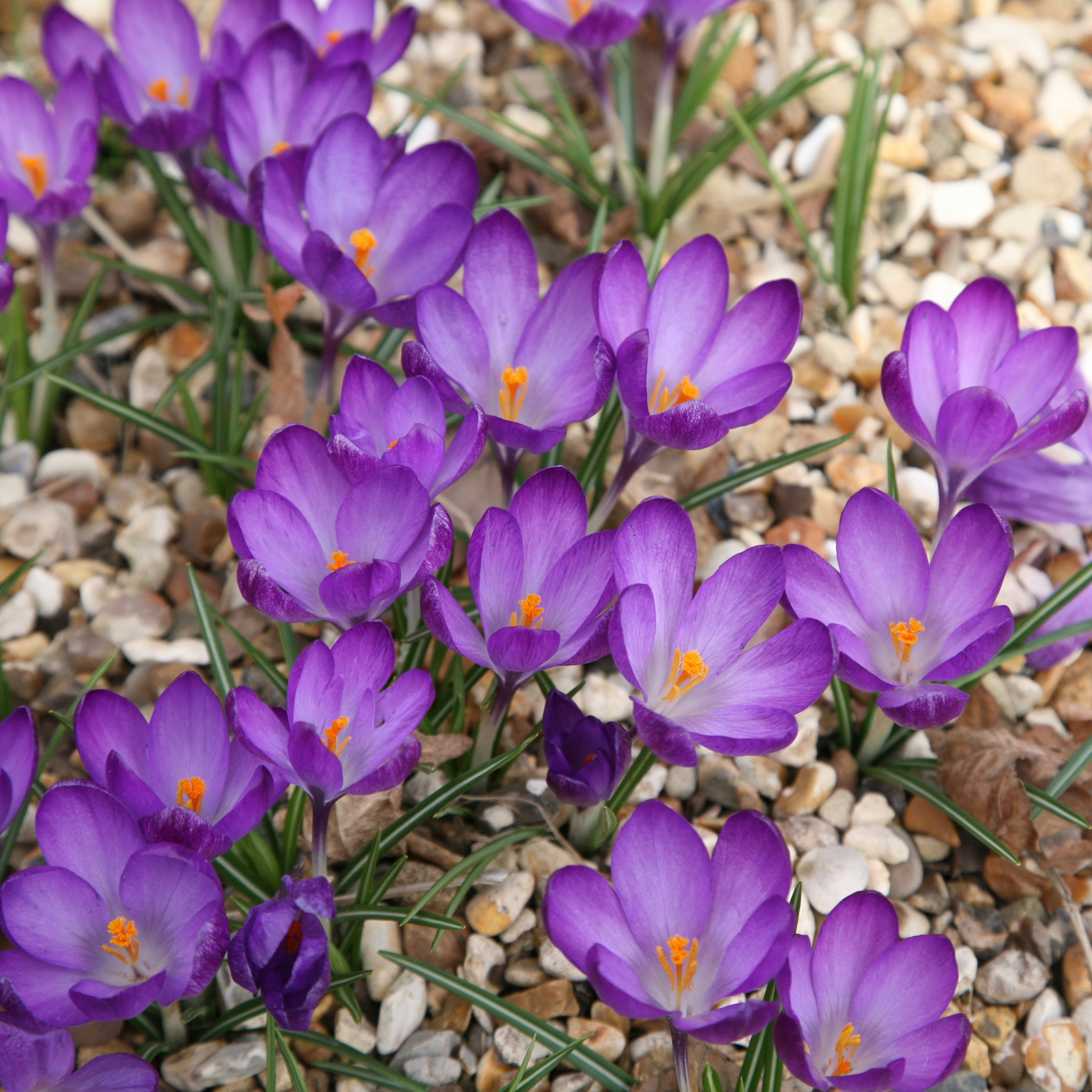 <i>Crocus</i> 'Ruby Giant'