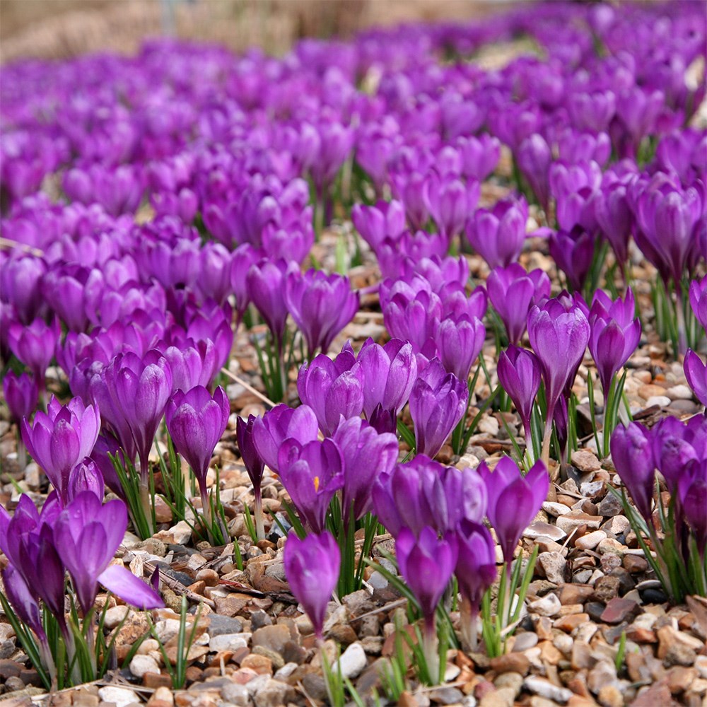 <i>Crocus</i> 'Ruby Giant'