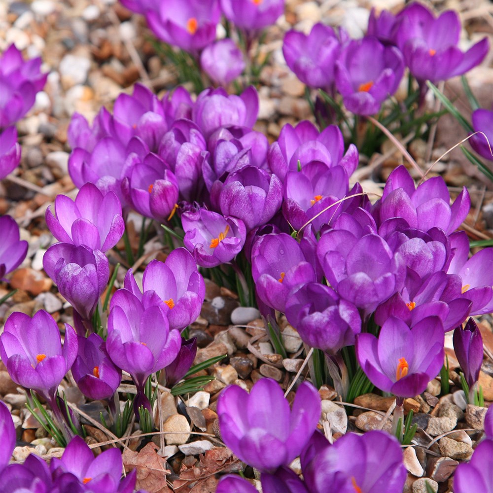 <i>Crocus</i> 'Ruby Giant'