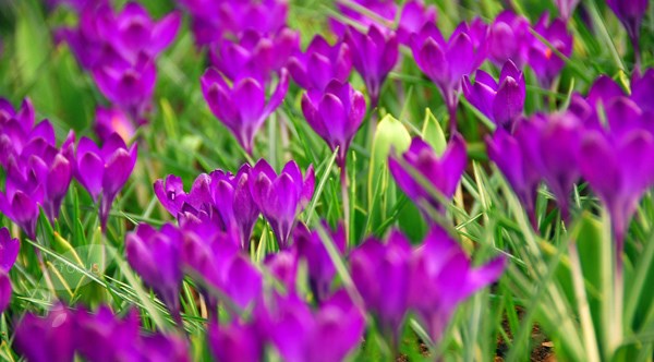 <i>Crocus</i> 'Ruby Giant'
