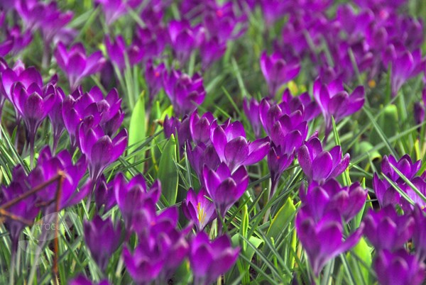 <i>Crocus</i> 'Ruby Giant'