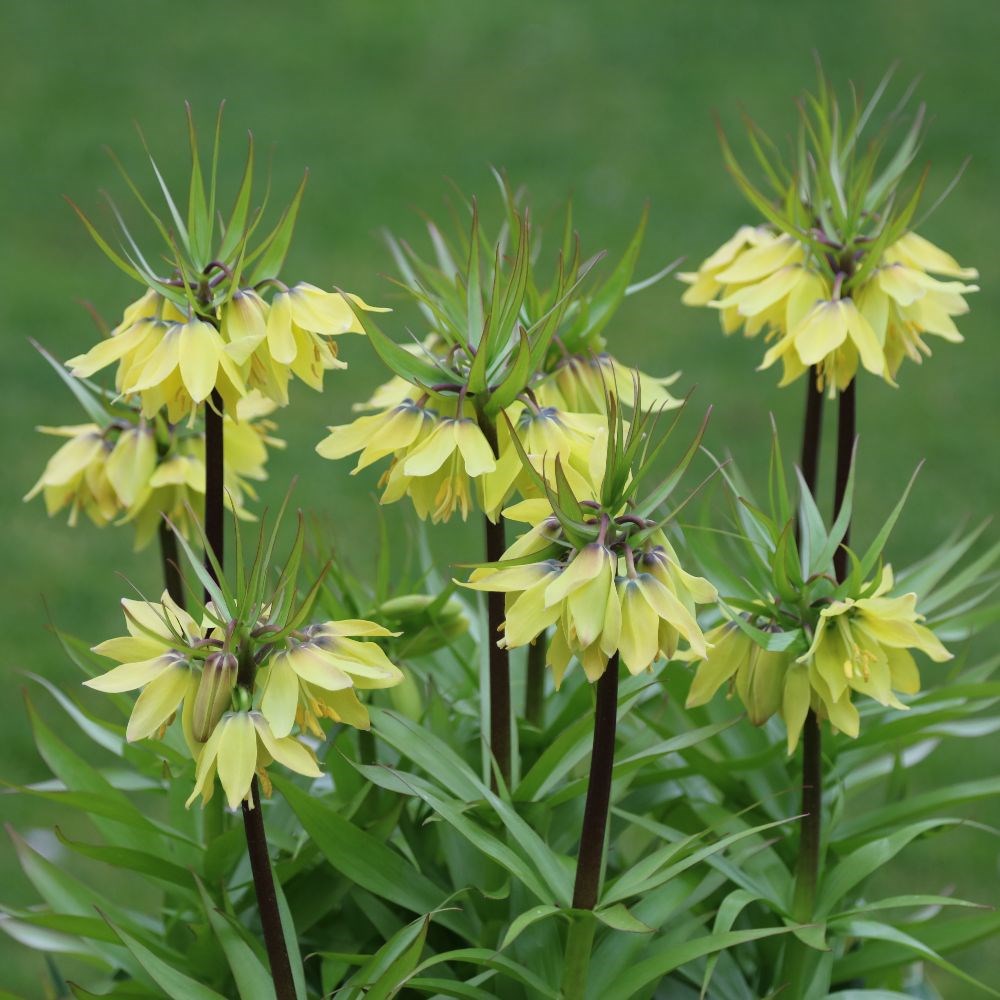 <i>Fritillaria raddeana</i> 