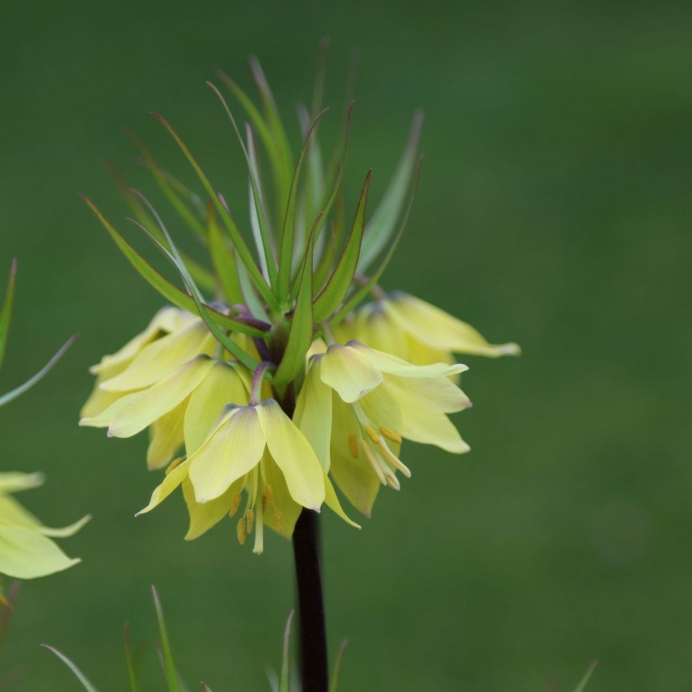 <i>Fritillaria raddeana</i> 