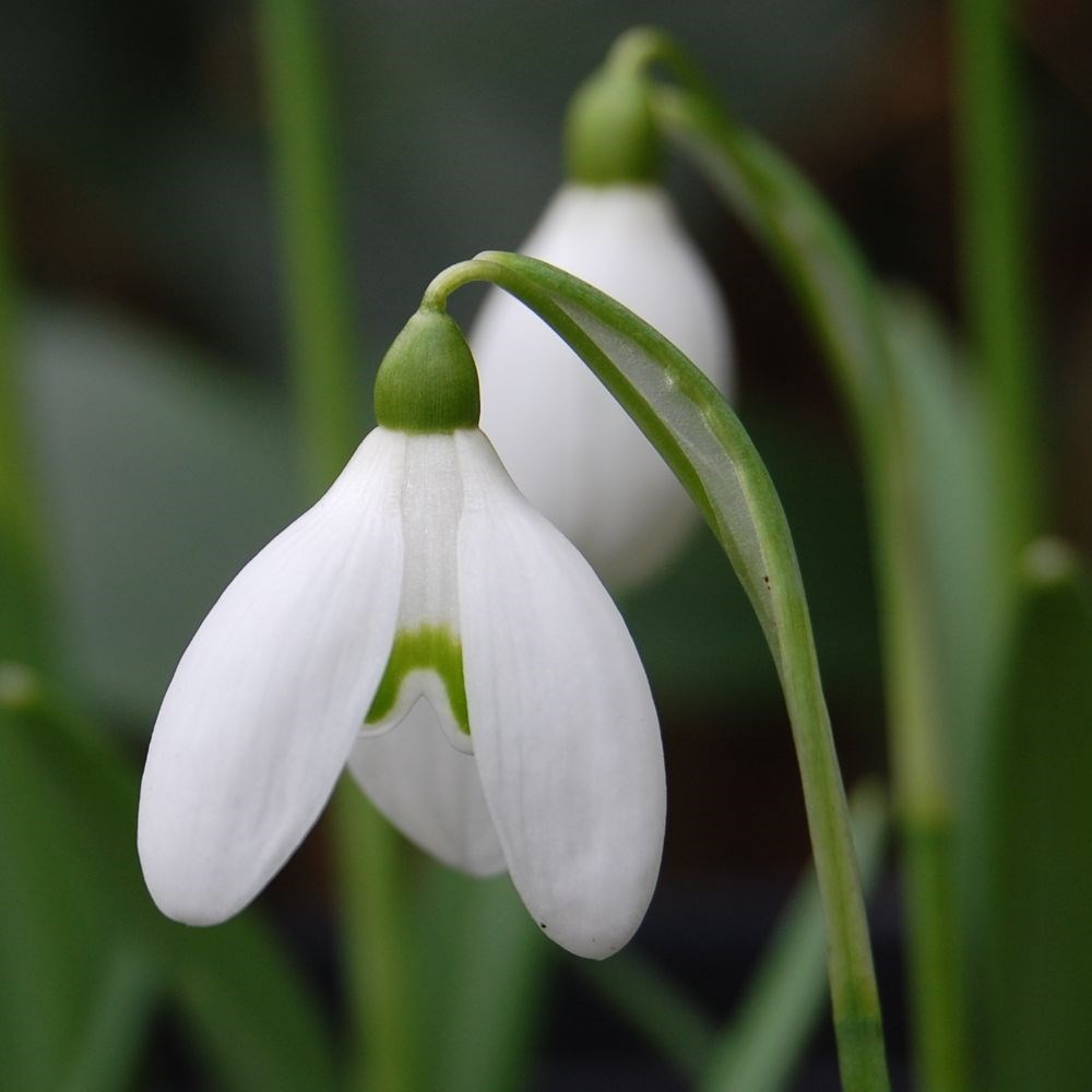 <i>Galanthus</i> 'S. Arnott'
