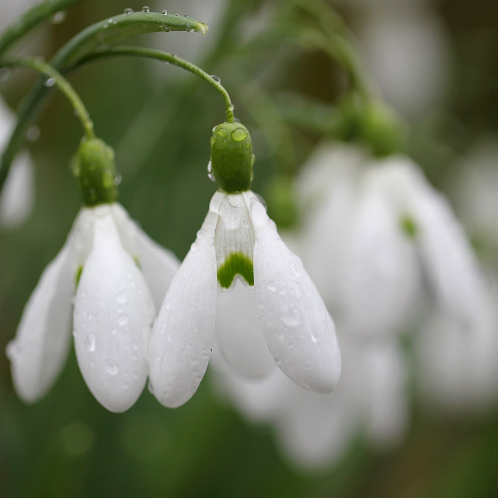 <i>Galanthus</i> 'S. Arnott'