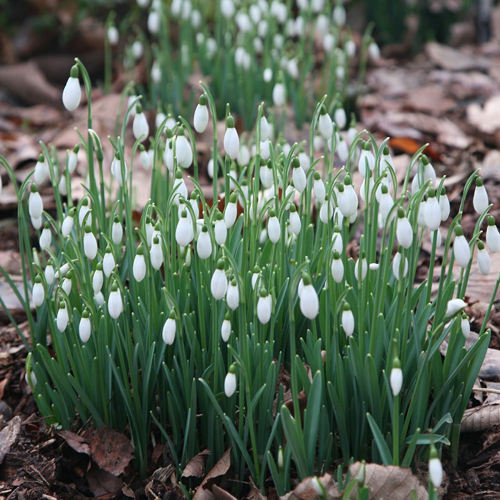 <i>Galanthus</i> 'S. Arnott'