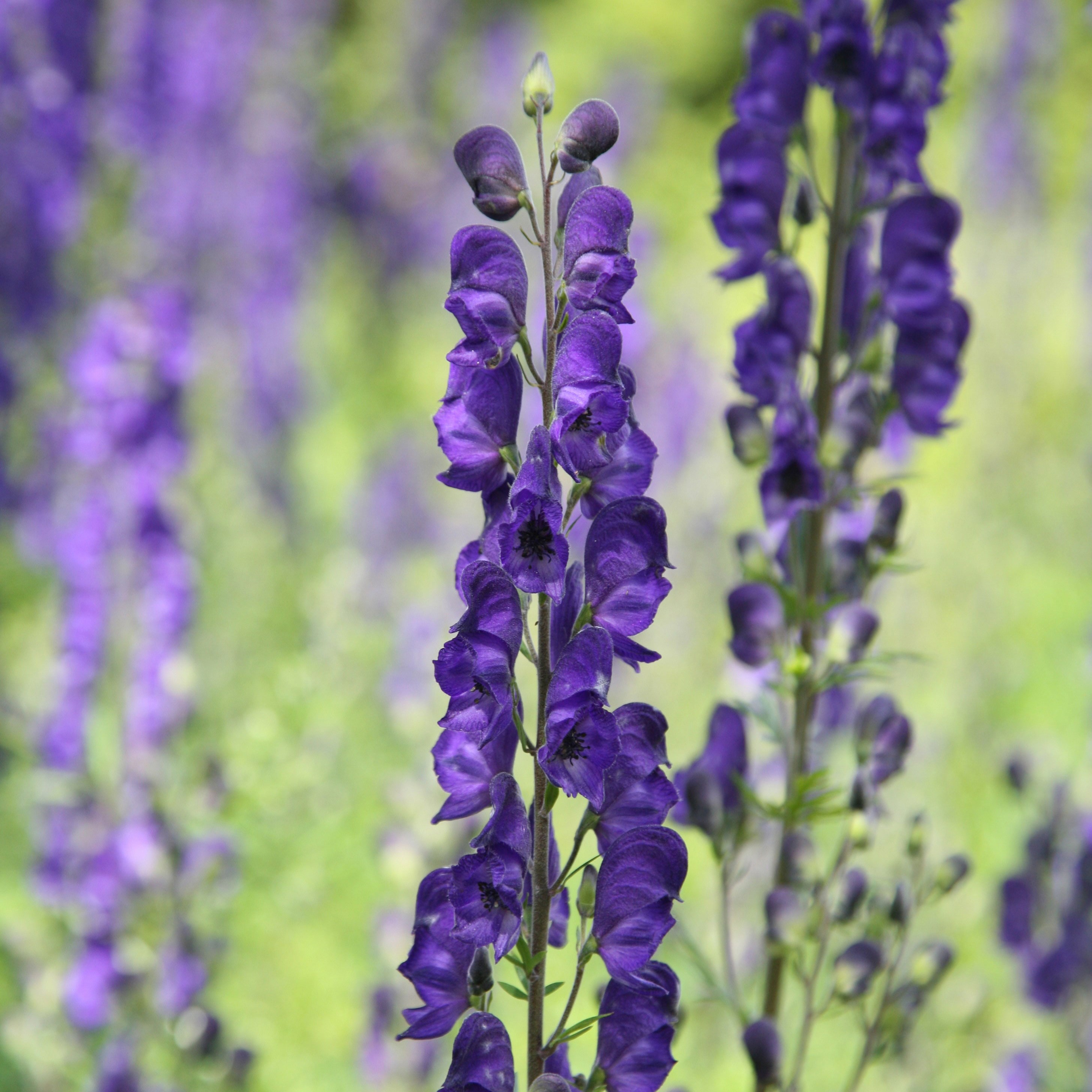 <i>Aconitum napellus</i> 