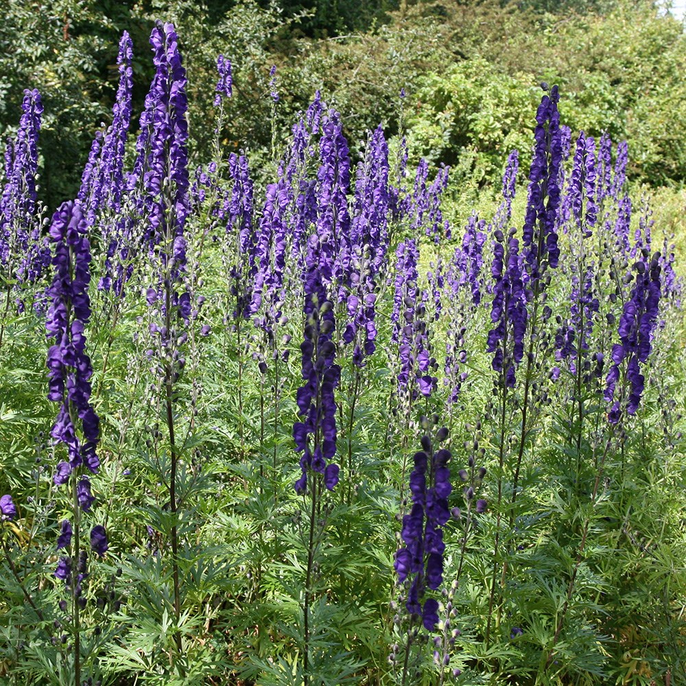 <i>Aconitum napellus</i> 
