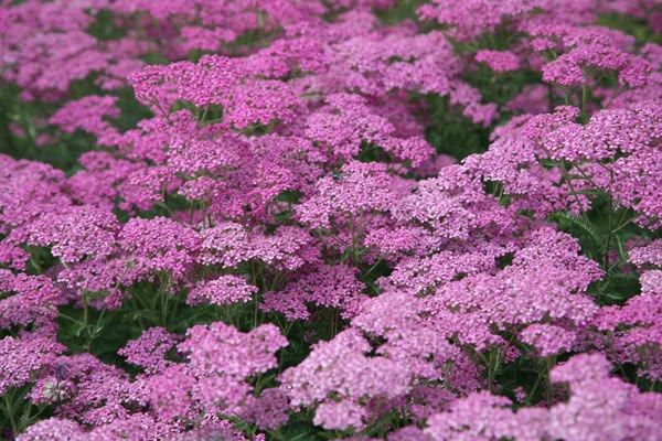 <i>Achillea millefolium</i> 'Lilac Beauty'