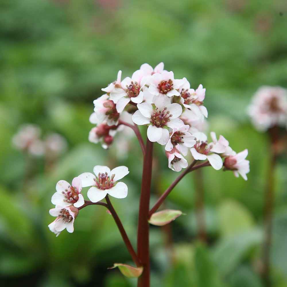 <i>Bergenia</i> 'Silberlicht'