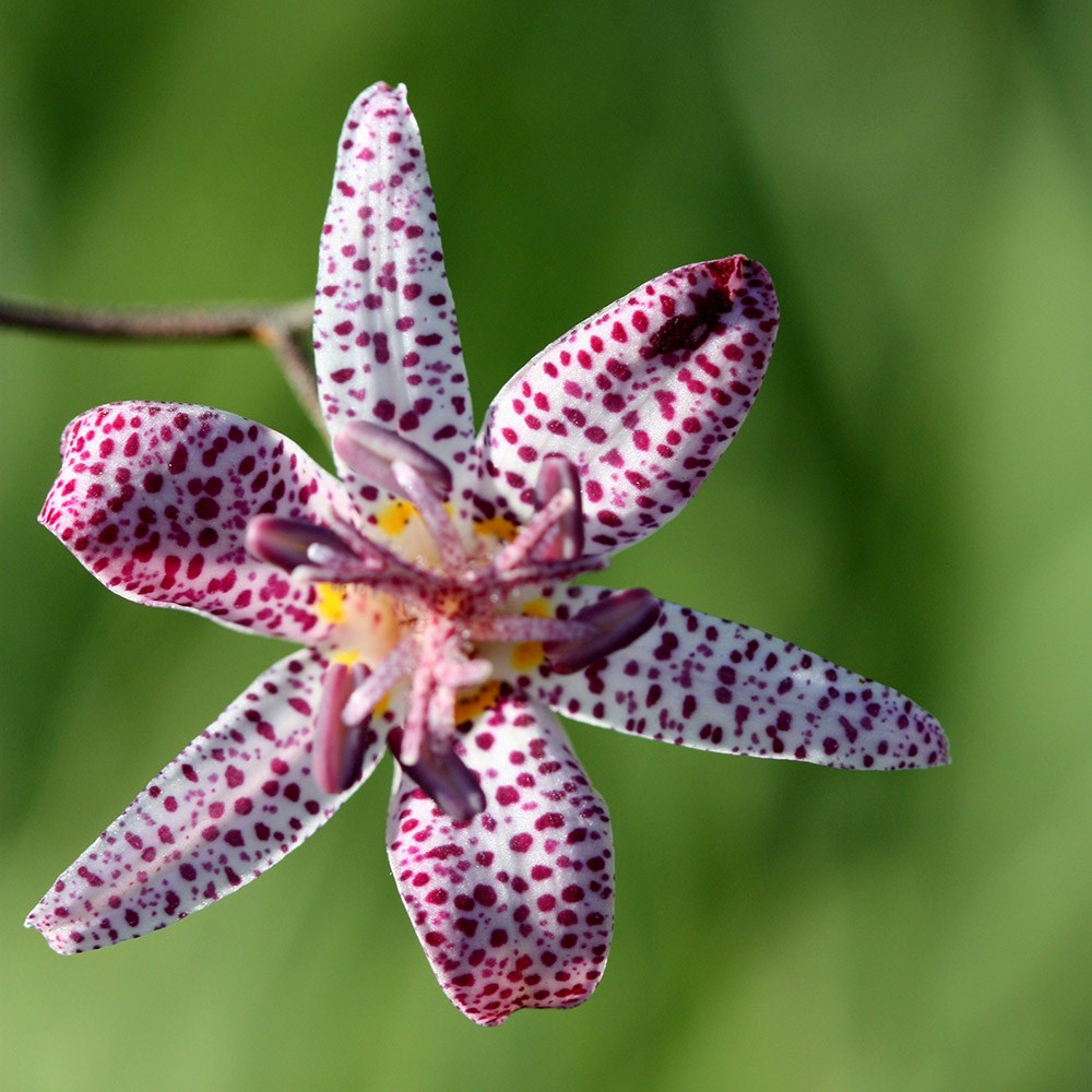 <i>Tricyrtis hirta</i> 